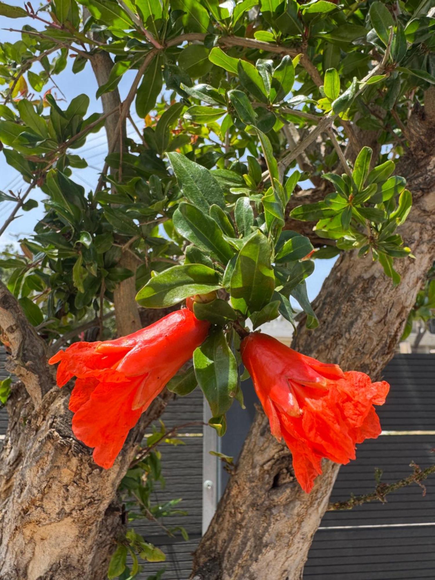 Secret Garden Airport-Beach Villas 300M From Famous Davis Beach Artemida  Exterior photo